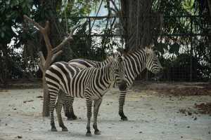 ZEBRA (5)